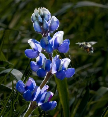 Lupin with Bee