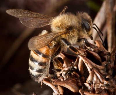 Dying Honey Bee