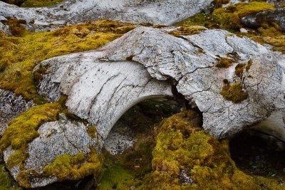 Whale Bones and Lichen