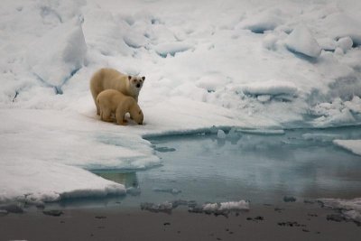 Polar Bear Mom and Cub