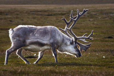 Svalbard Reindeer