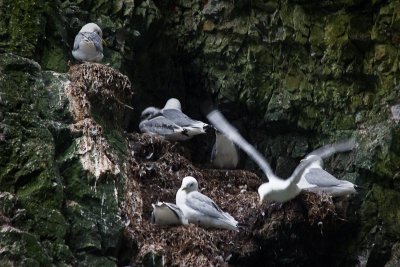 Kittiwake Nest