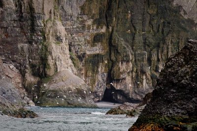 Kittiwakes in Flight