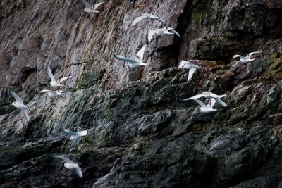 Kittiwakes in Flight