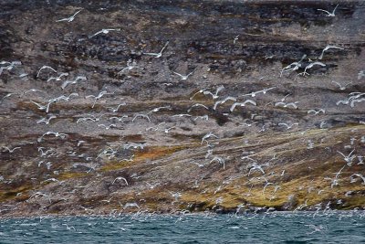 Kittiwakes at the Lake on Bear Island