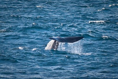 Diving Sperm Whale