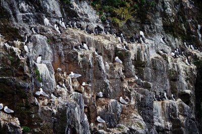 Gannets and Guillemots