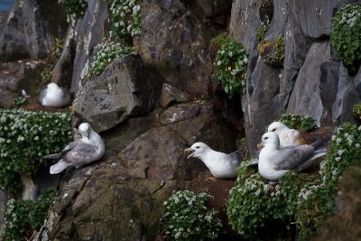 Squabbling Gannets