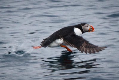Puffins in the Sea