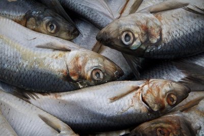 Herring at Packinghouse in Siglufjrur