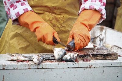Herring at Packinghouse in Siglufjrur