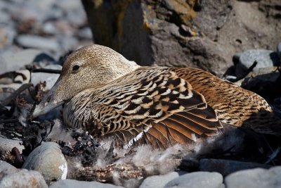 Female Eider Duck
