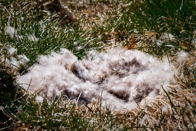 Eider Down