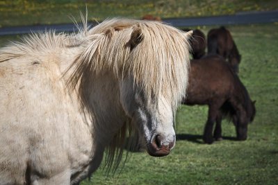 Icelandic Horses