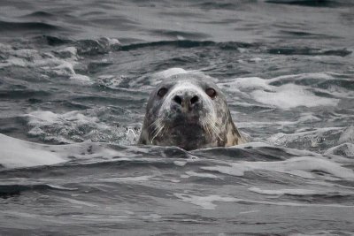 Papey Island Seal