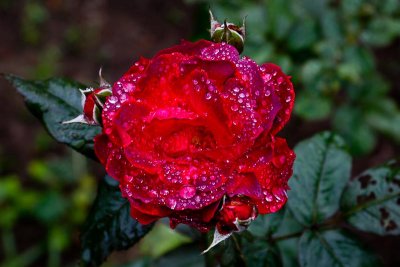 Wet Rose