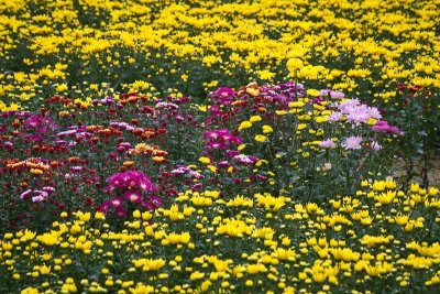 The Flower Garden