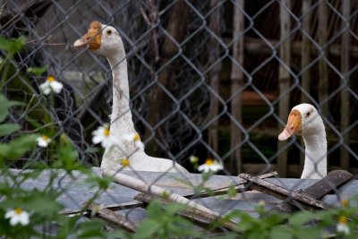 The Woman's Geese