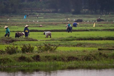 Working in the Fields