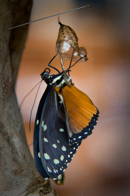 Selva Verde:Emerging Butterfly
