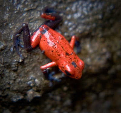 Red Poison Dart Frog