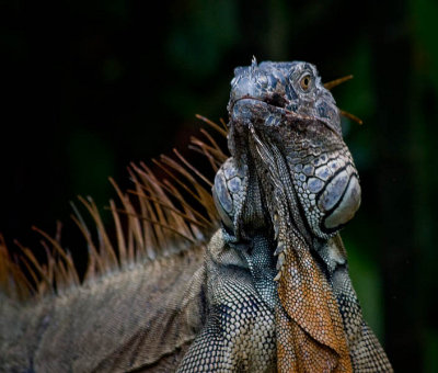 Iguana