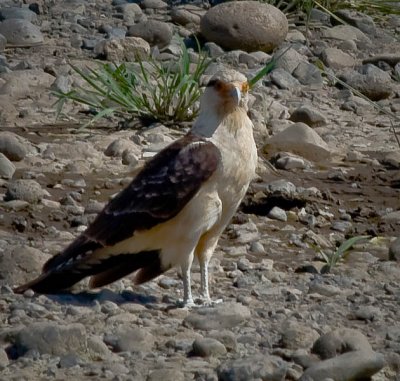 Yellow-headed Caracara