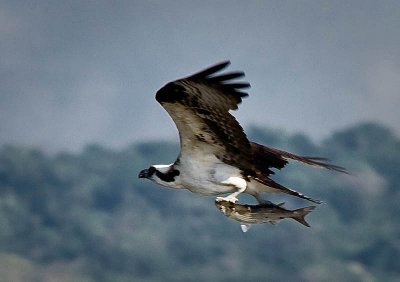 Osprey with Fish