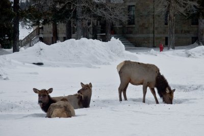 Elk