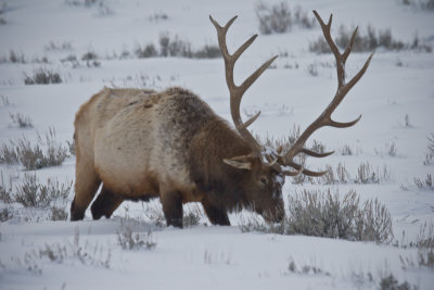 A Bull Elk