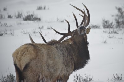 A Bull Elk