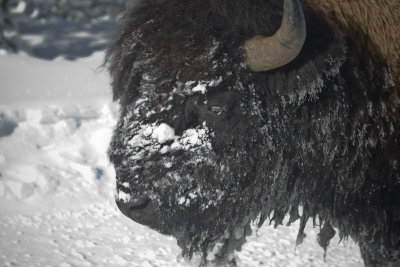 Bison