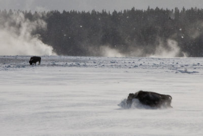 Galloping Bison