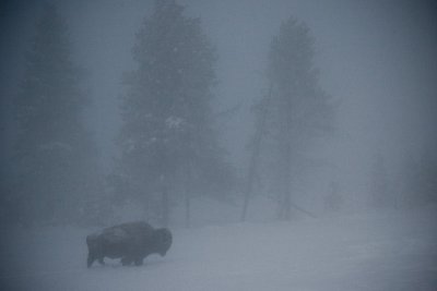 Bison in Snow Storm