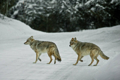 Coyotes