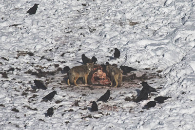 Coyotes at a Bison Kill