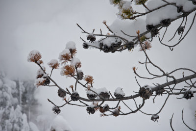 Winter Landscape