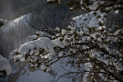 Winter Landscape