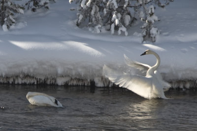 Trumpeter Swans