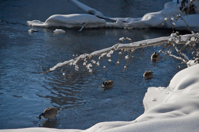 Canada Geese