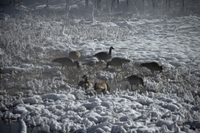 Canada Geese