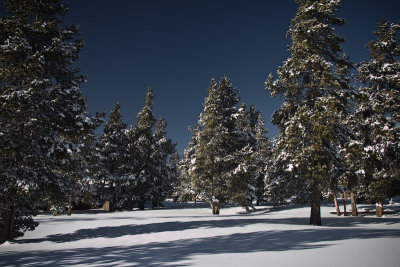 Winter Landscape