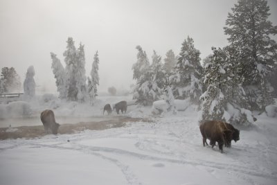 Bison in a Winter Landscape