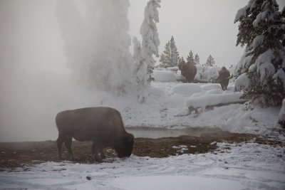 Bison in a Winter Landscape