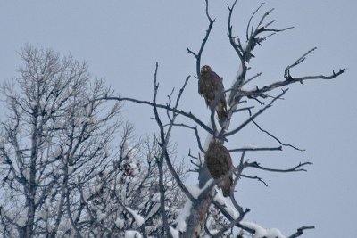 Two Bald Eagles