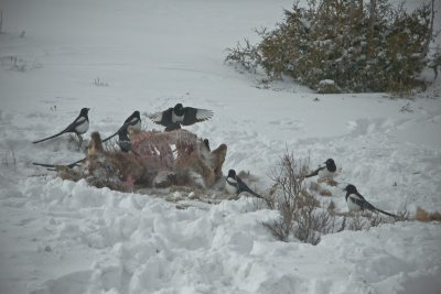 Magpies at an Elk Kill