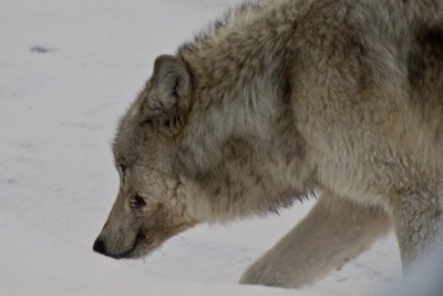 A Coyote on the Hunt