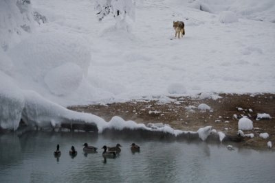 A Coyote Watching Mallard Ducks