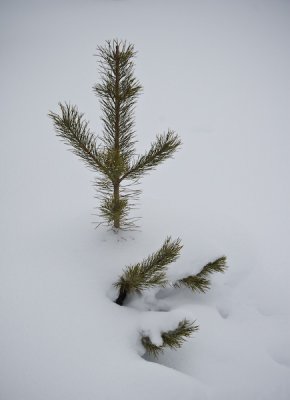 Winter Landscape