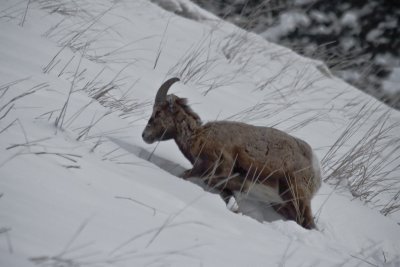 Yellowstone in Winter - 1/2008